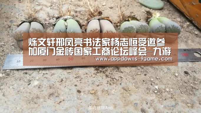 烁文轩邢凤亮书法家杨志恒受邀参加厦门金砖国家工商论坛峰会-九游体育下载(图2) 九游体育下载